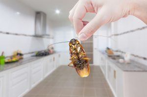Zwalczanie owadów - Zwalczanie pluskiew- Zwalczanie karaluchów - Zwalczanie korników - Zwalczanie insektów - Dezynsekcja - Fumigacja - Usuwanie pluskiew, karaluchów i korników